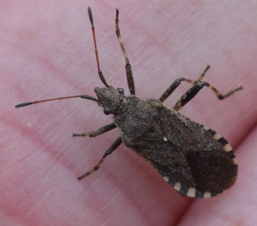 Réf. 271 541 : Ceraleptus gracilicornis